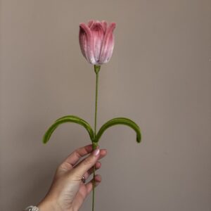 Tulipán - dvoubarevný